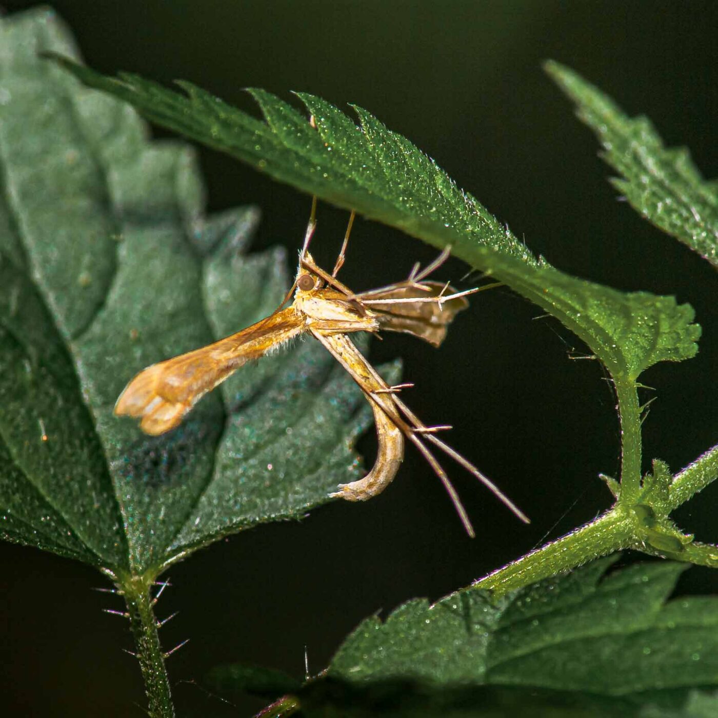 2017-07-18 - NSG Gallberg Hamm