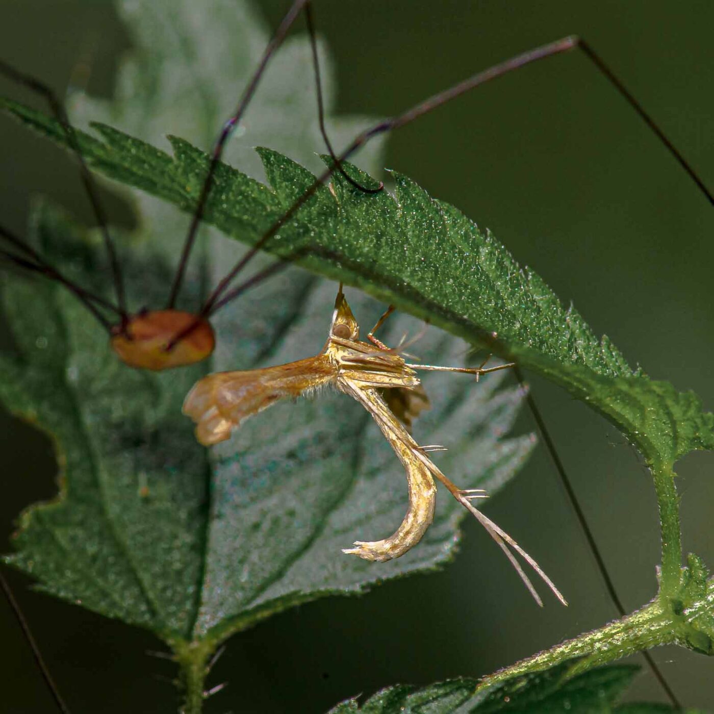 2017-07-18 - NSG Gallberg Hamm