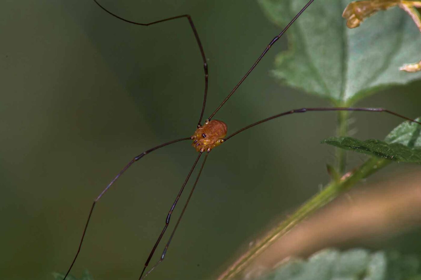 2017-07-18 - NSG Gallberg Hamm