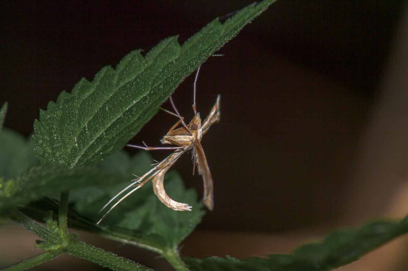2017-07-18 - NSG Gallberg Hamm