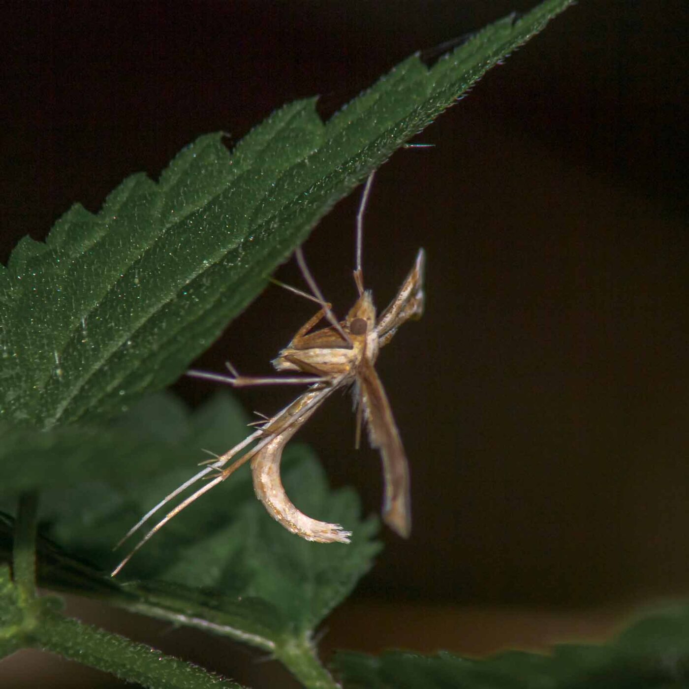 2017-07-18 - NSG Gallberg Hamm