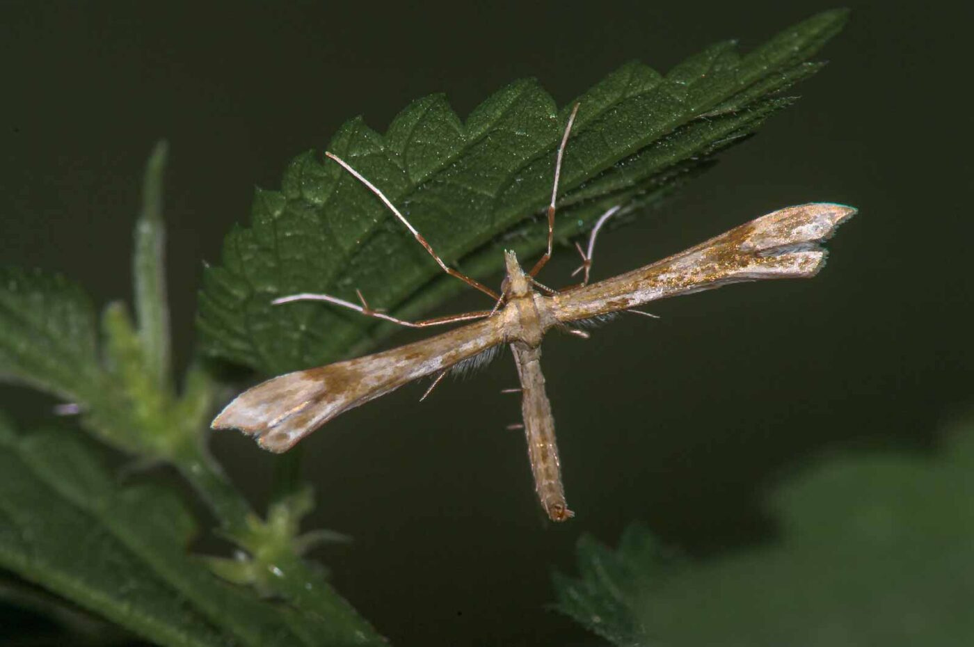 2017-07-18 - NSG Gallberg Hamm