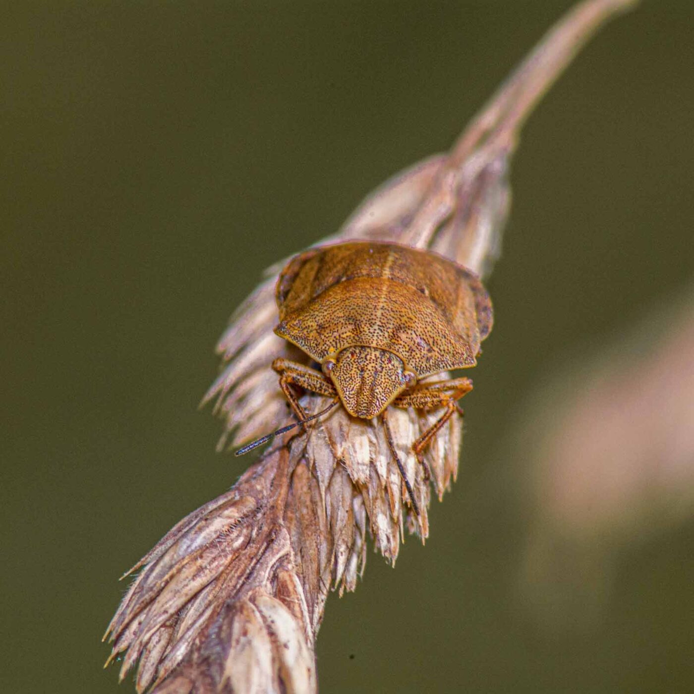 2017-07-18 - NSG Gallberg Hamm