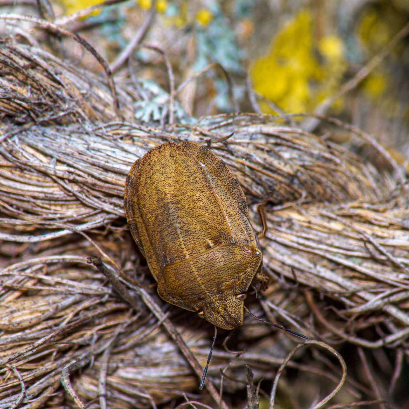 2017-07-18 - NSG Gallberg Hamm