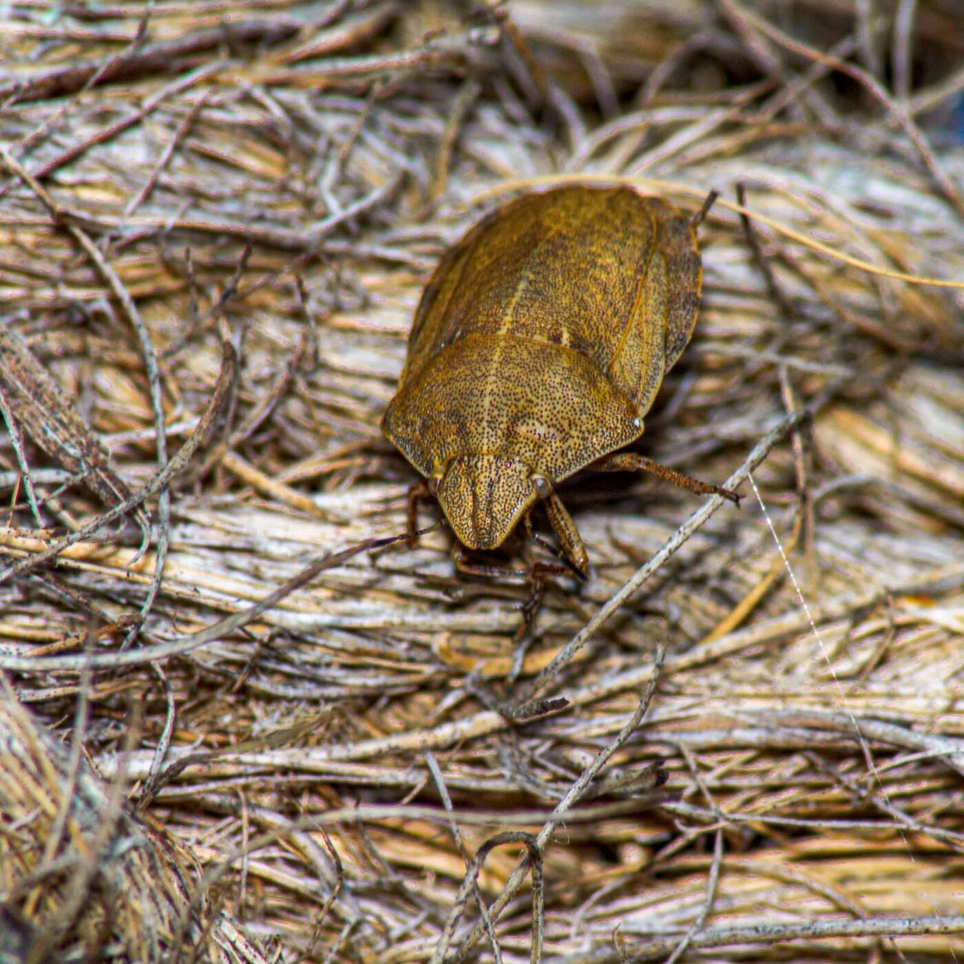 2017-07-18 - NSG Gallberg Hamm