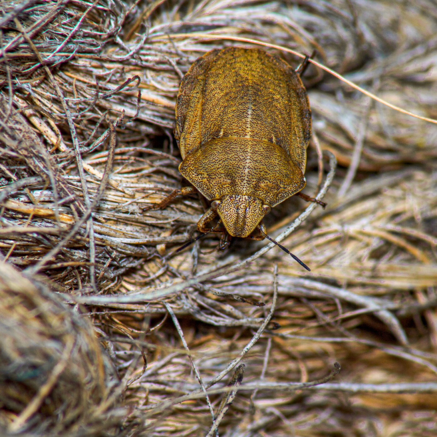 2017-07-18 - NSG Gallberg Hamm