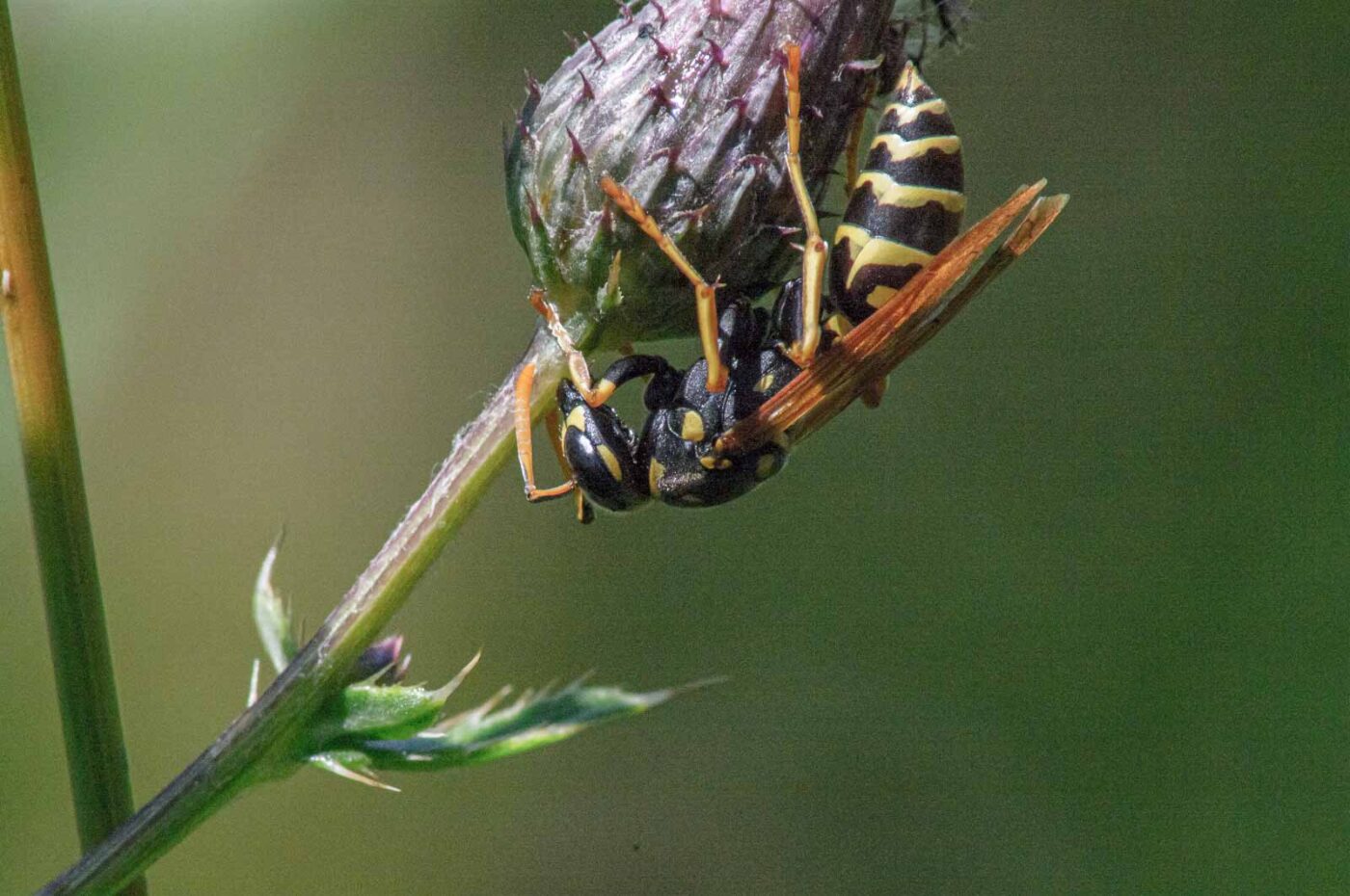 2017-07-18 - NSG Gallberg Hamm