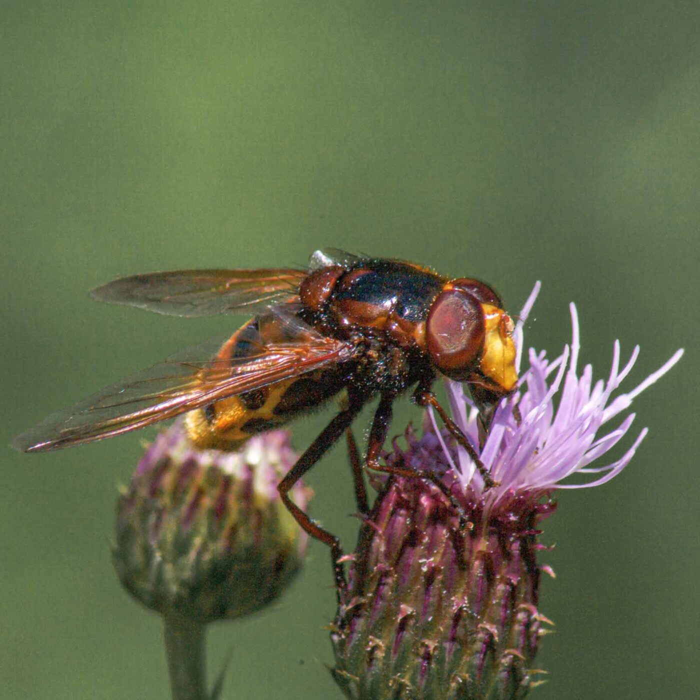 2017-07-18 - NSG Gallberg Hamm