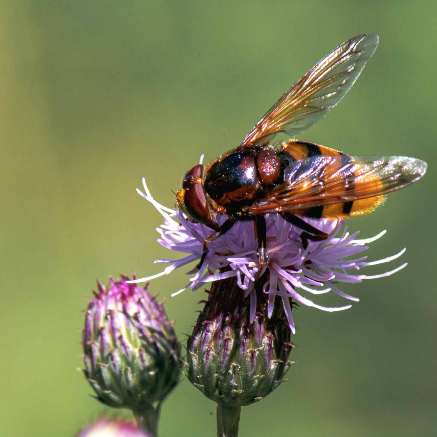 2017-07-18 - NSG Gallberg Hamm
