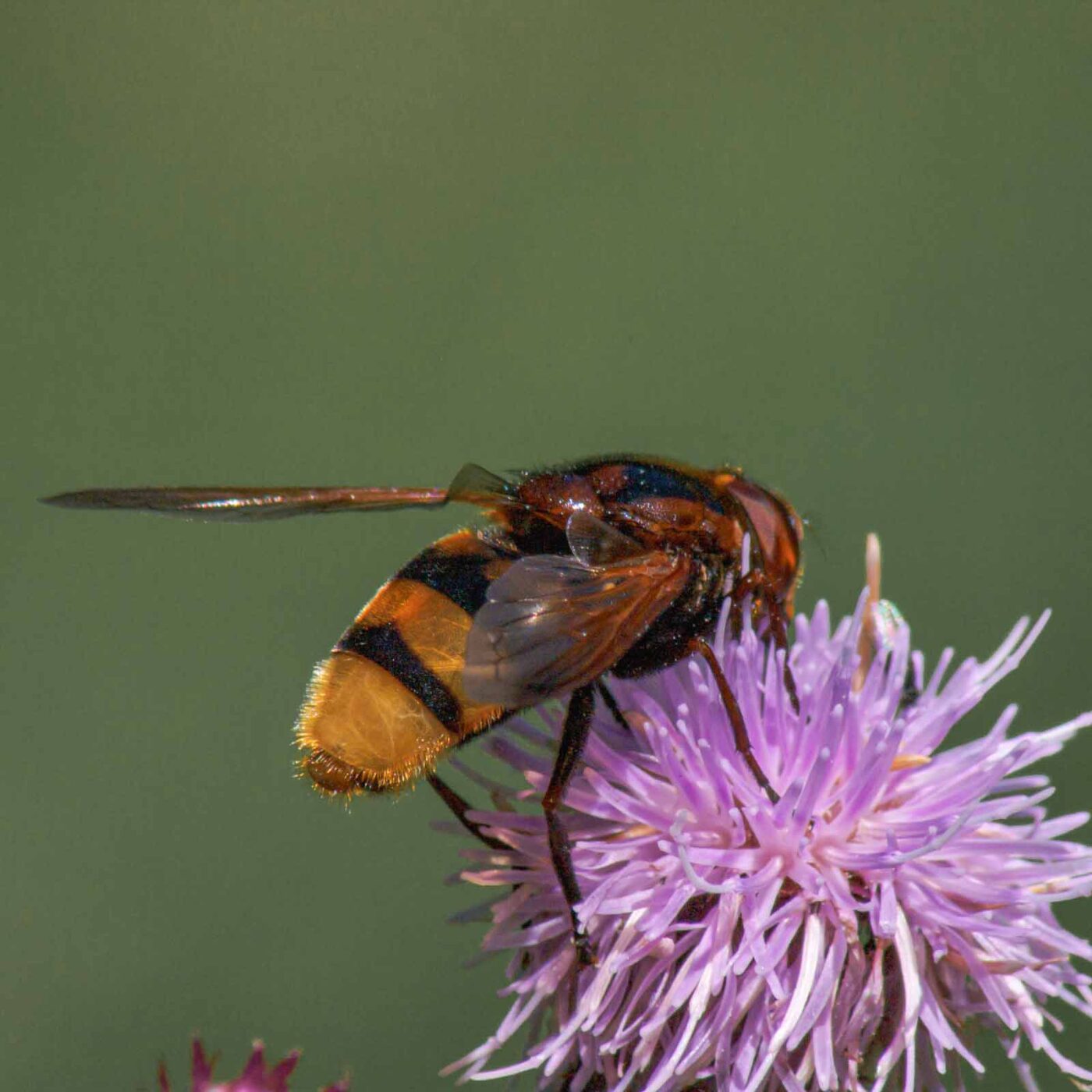 2017-07-18 - NSG Gallberg Hamm