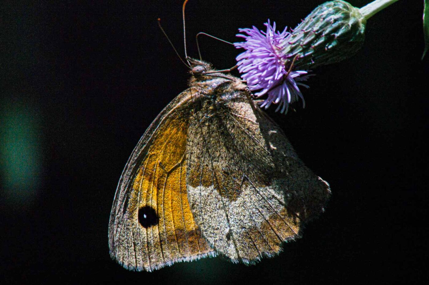 2017-07-18 - NSG Gallberg Hamm