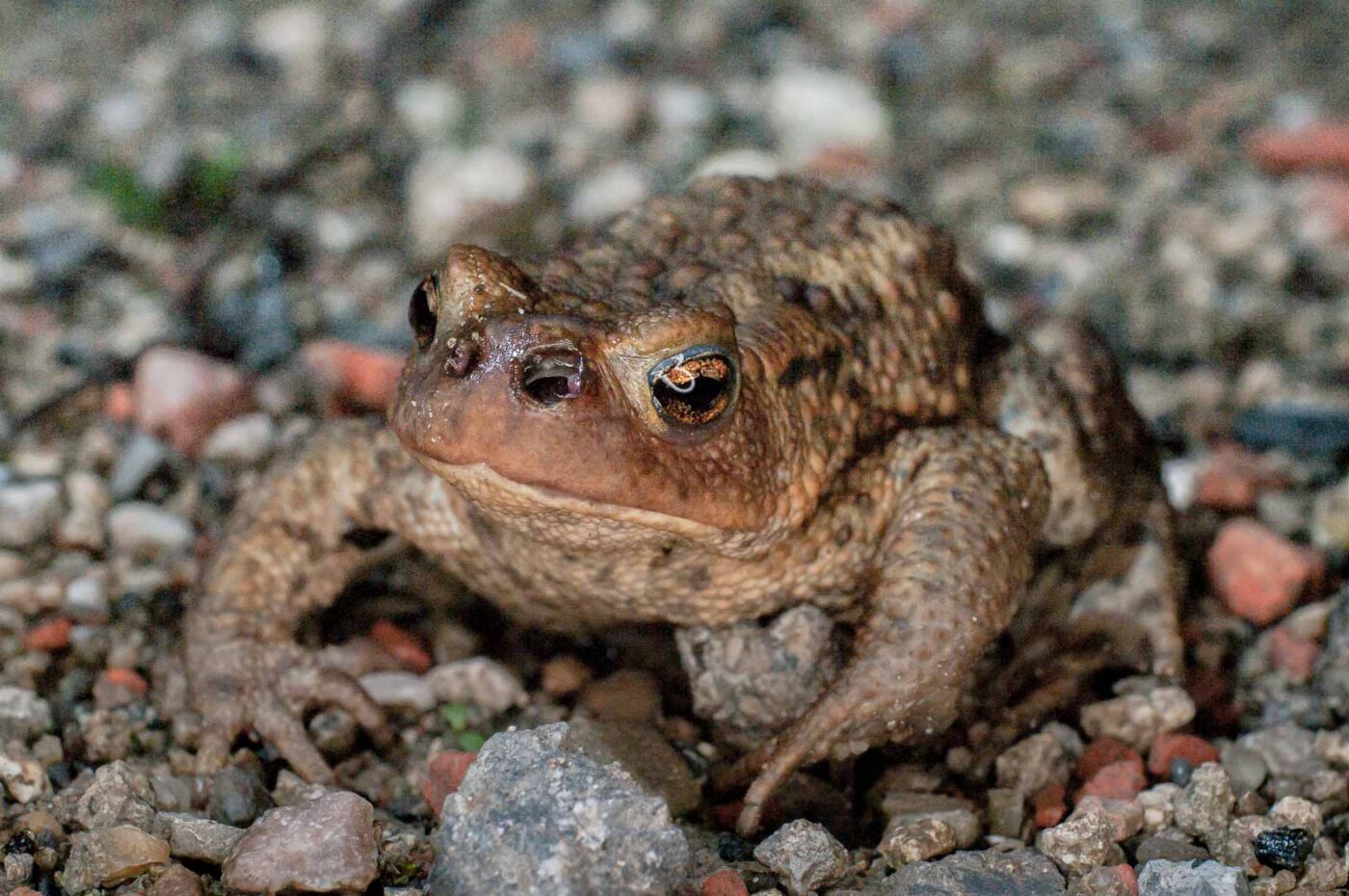 2017-07-30 - NSG Halde Pluto