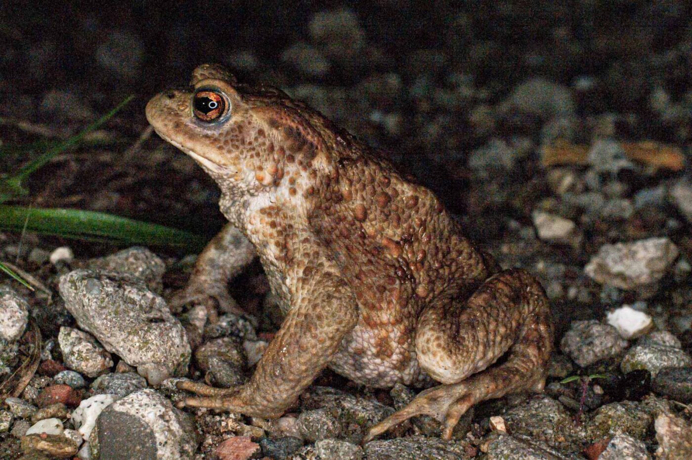 2017-07-30 - NSG Halde Pluto