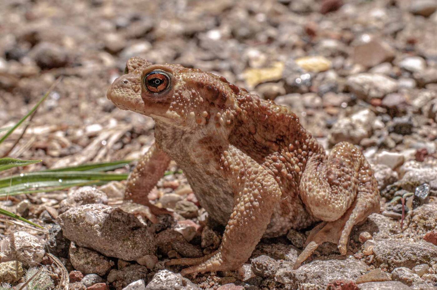 2017-07-30 - NSG Halde Pluto