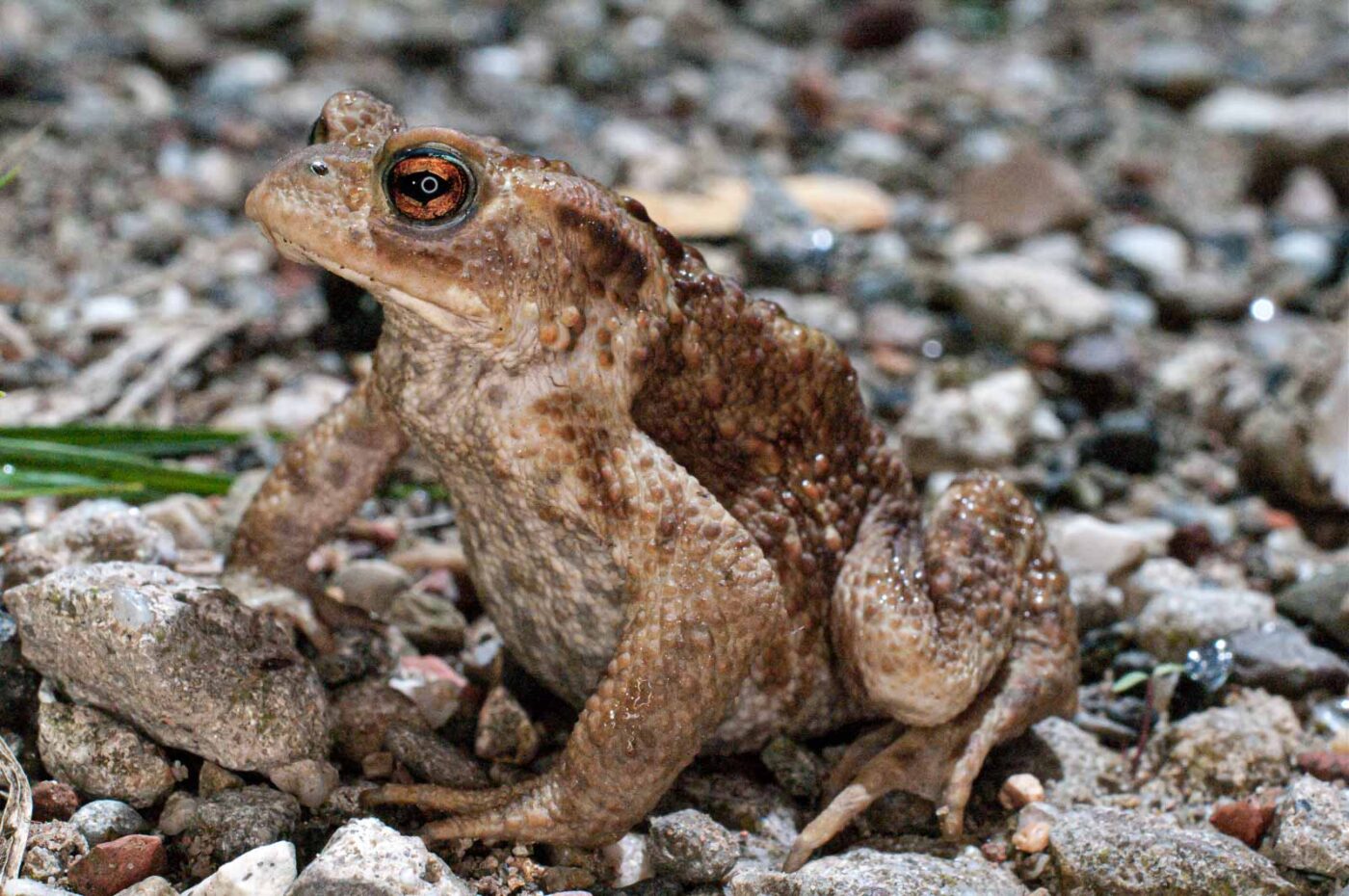 2017-07-30 - NSG Halde Pluto