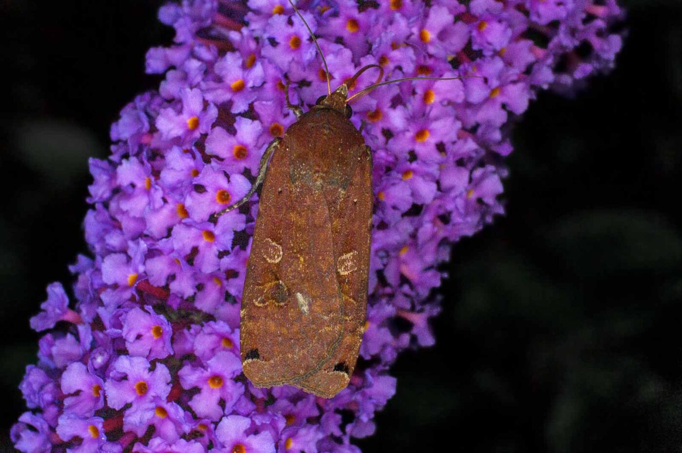 2017-07-30 - NSG Halde Pluto