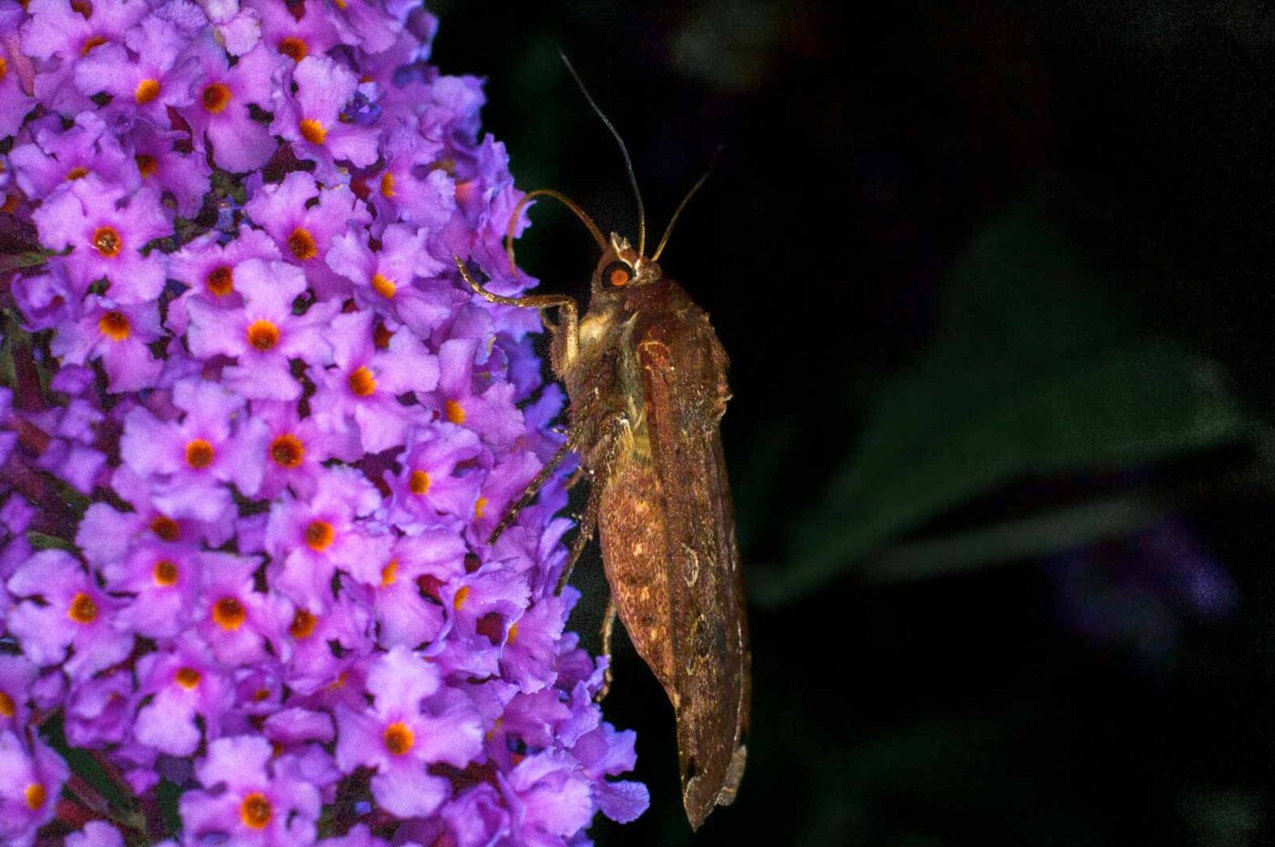 2017-07-30 - NSG Halde Pluto