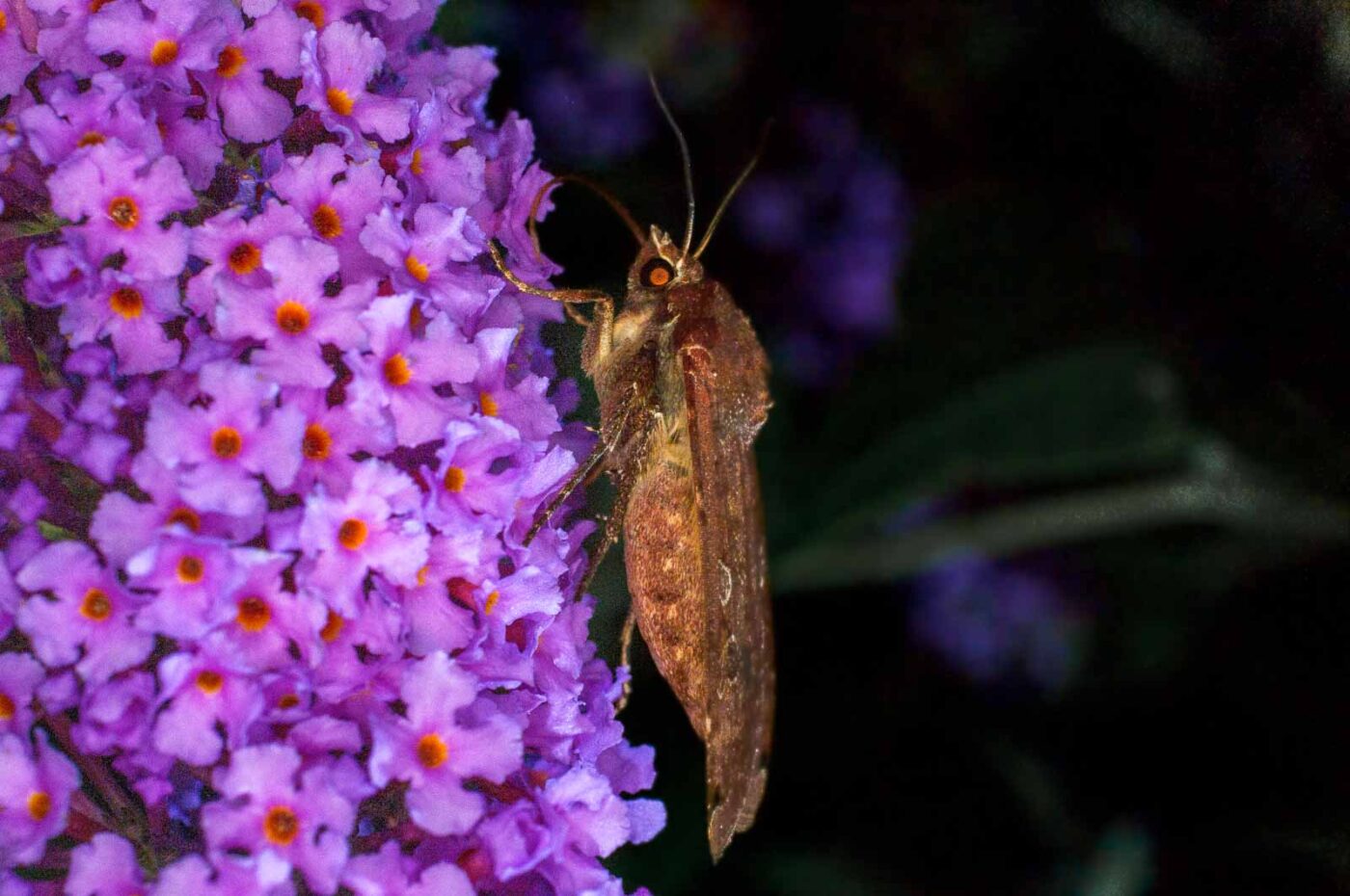 2017-07-30 - NSG Halde Pluto