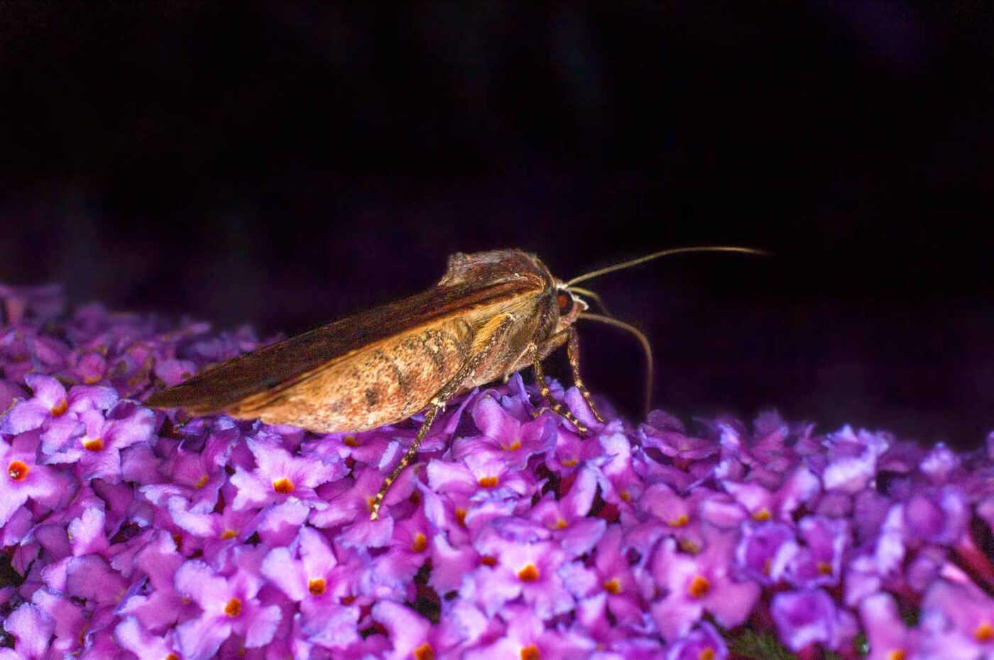 2017-07-30 - NSG Halde Pluto