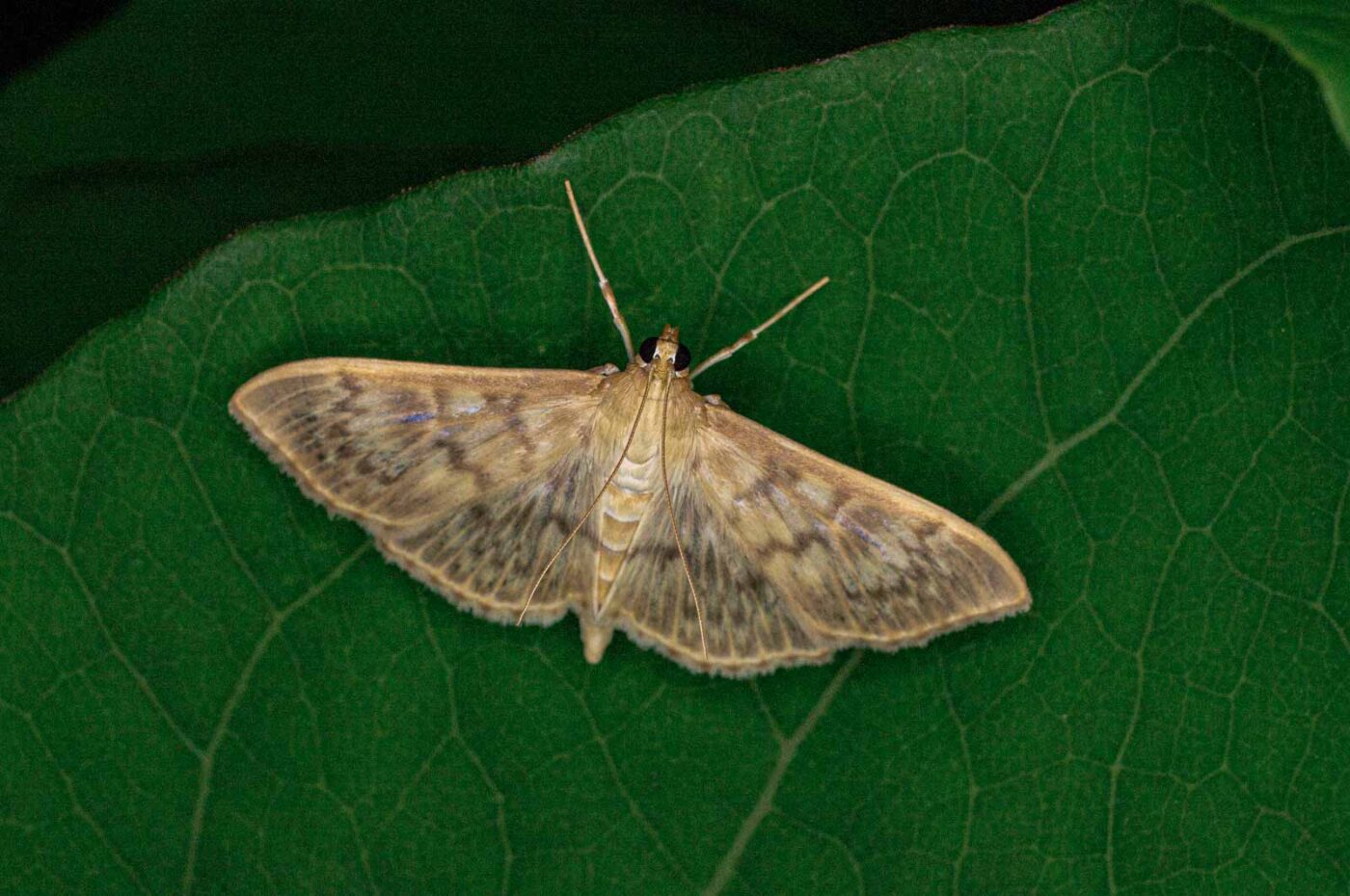 2017-07-30 - NSG Halde Pluto