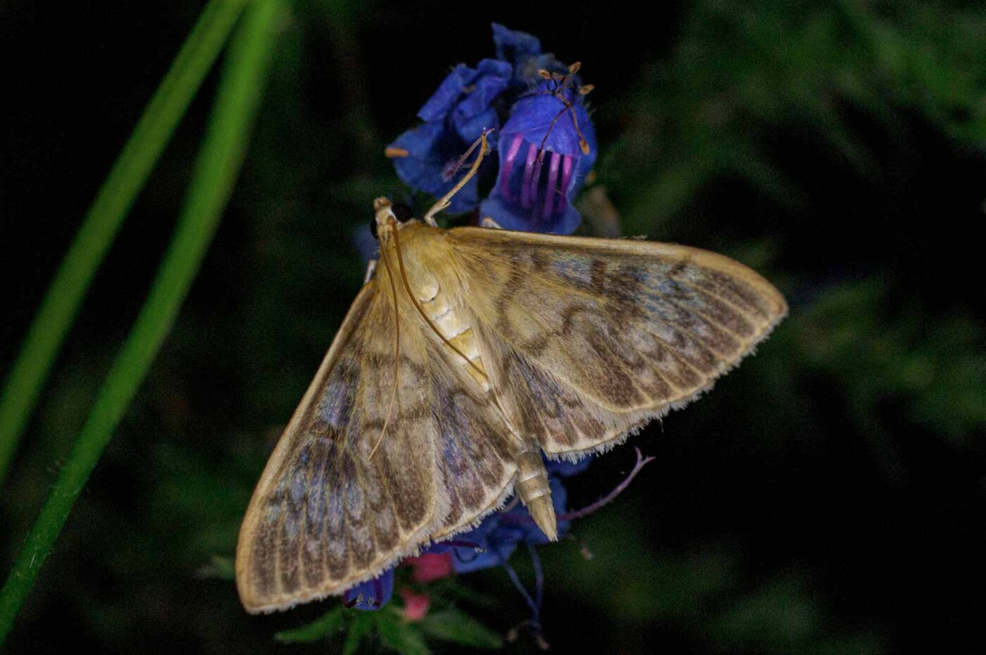 2017-07-30 - NSG Halde Pluto