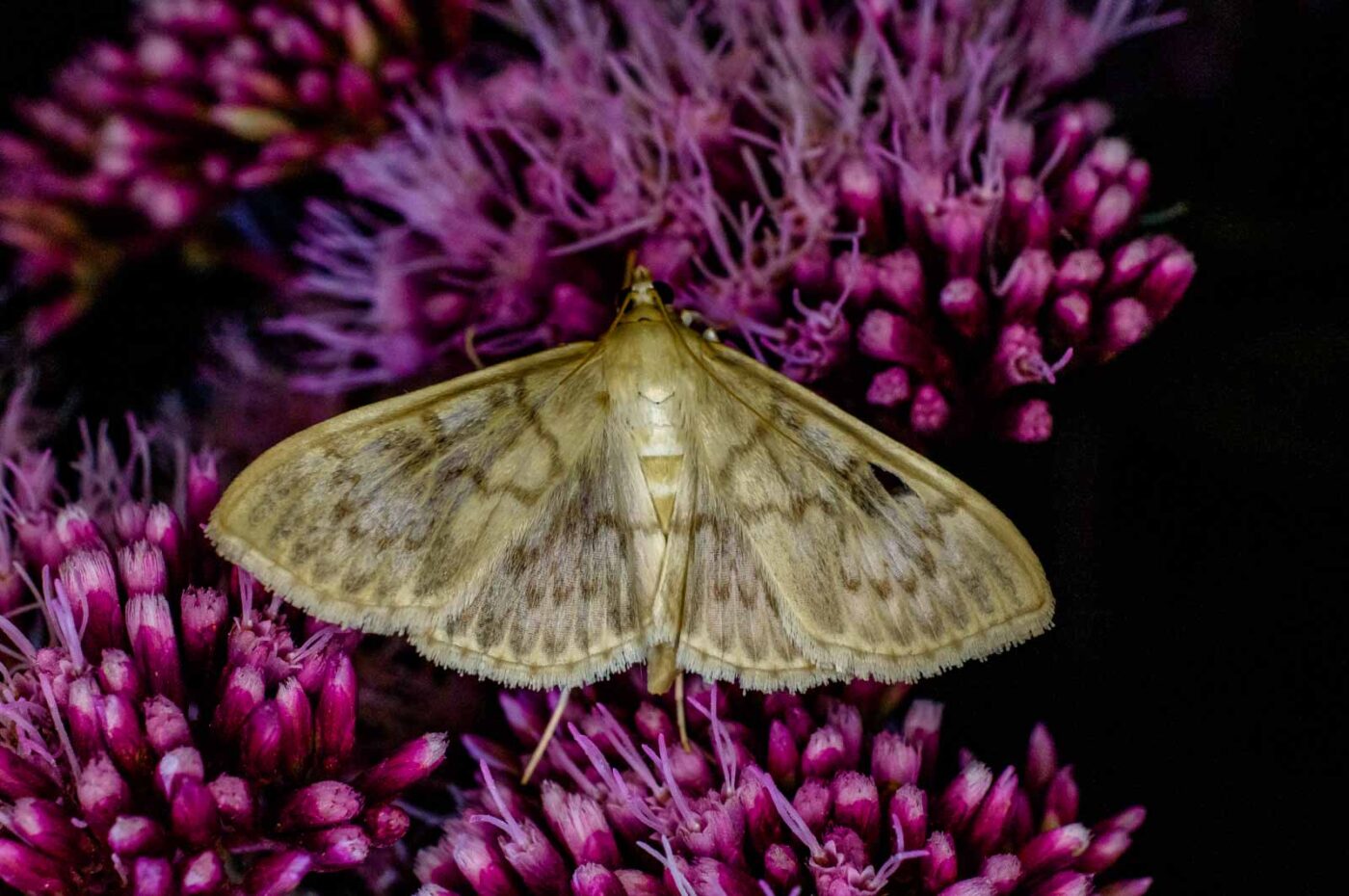 2017-07-30 - NSG Halde Pluto