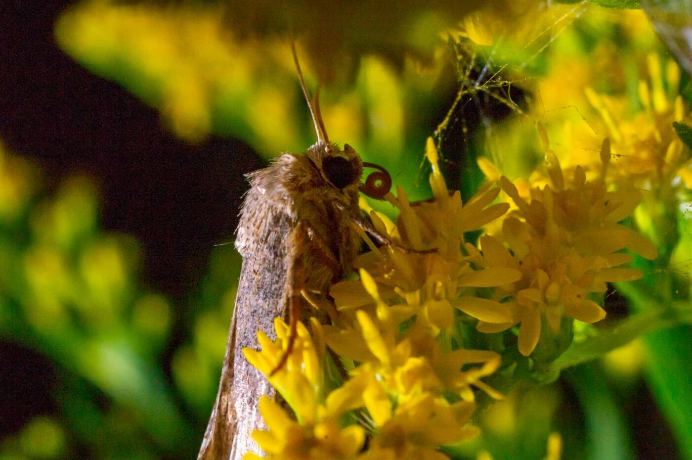 2017-07-30 - NSG Halde Pluto