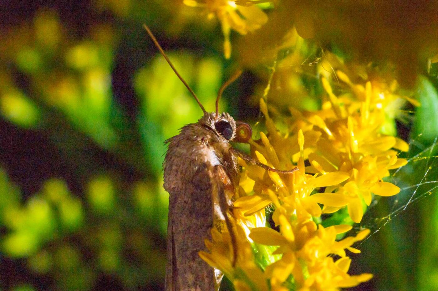 2017-07-30 - NSG Halde Pluto