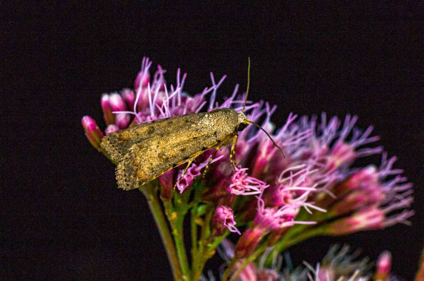 2017-07-30 - NSG Halde Pluto