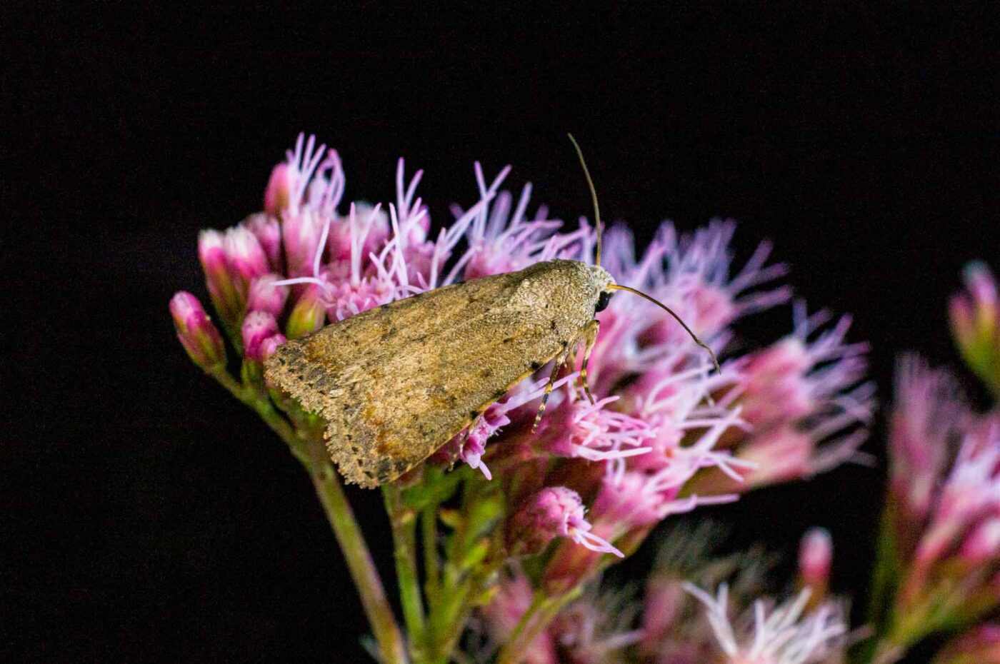 2017-07-30 - NSG Halde Pluto