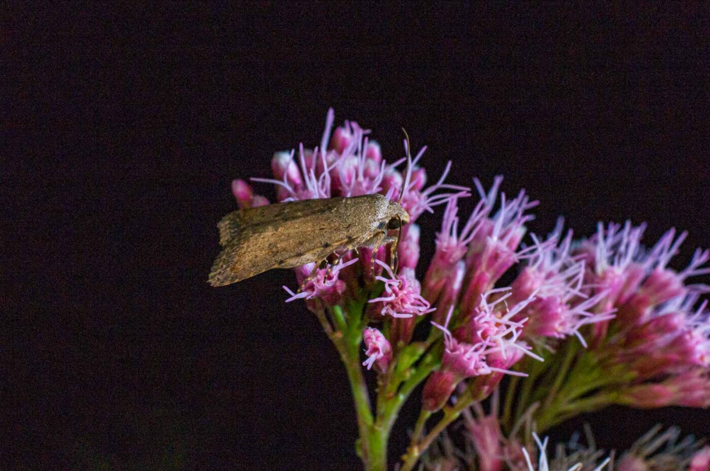 2017-07-30 - NSG Halde Pluto