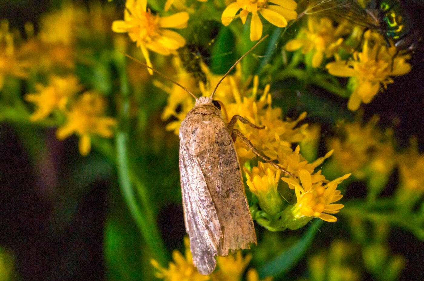 2017-07-30 - NSG Halde Pluto