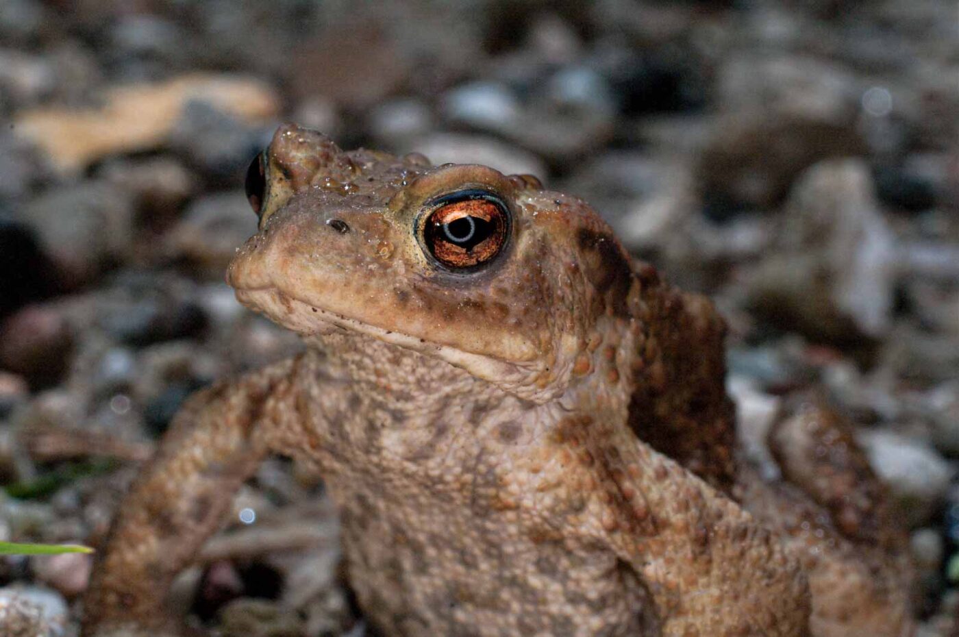 2017-07-30 - NSG Halde Pluto-Wilhelm HER-Wanne