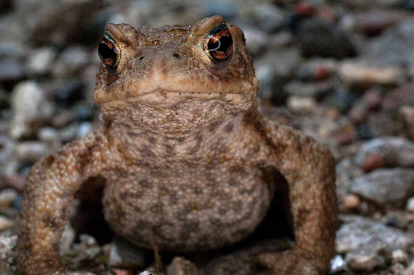 2017-07-30 - NSG Halde Pluto-Wilhelm HER-Wanne