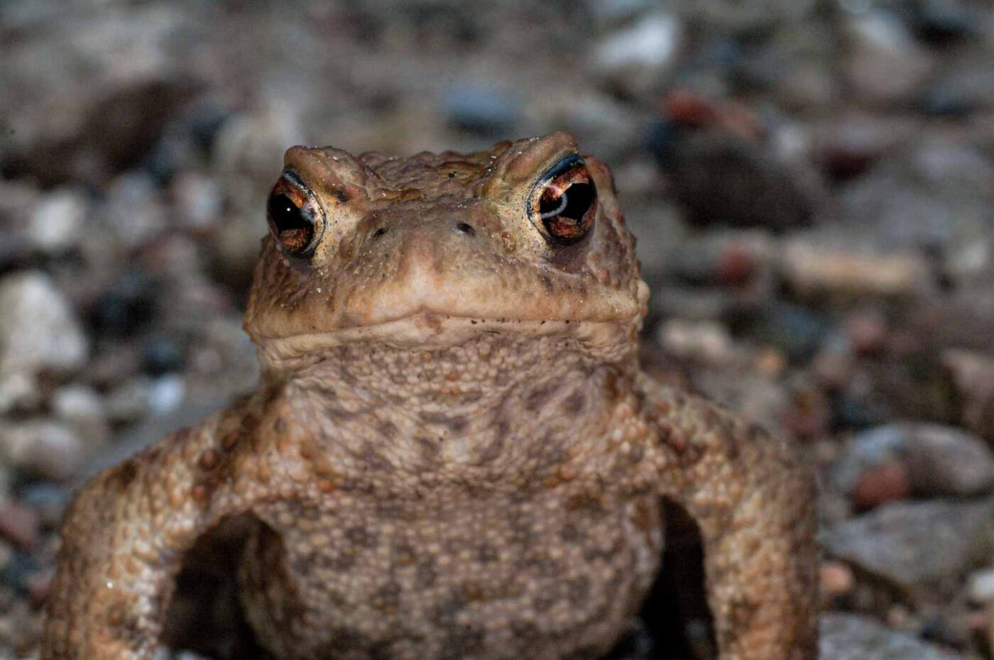 2017-07-30 - NSG Halde Pluto-Wilhelm HER-Wanne