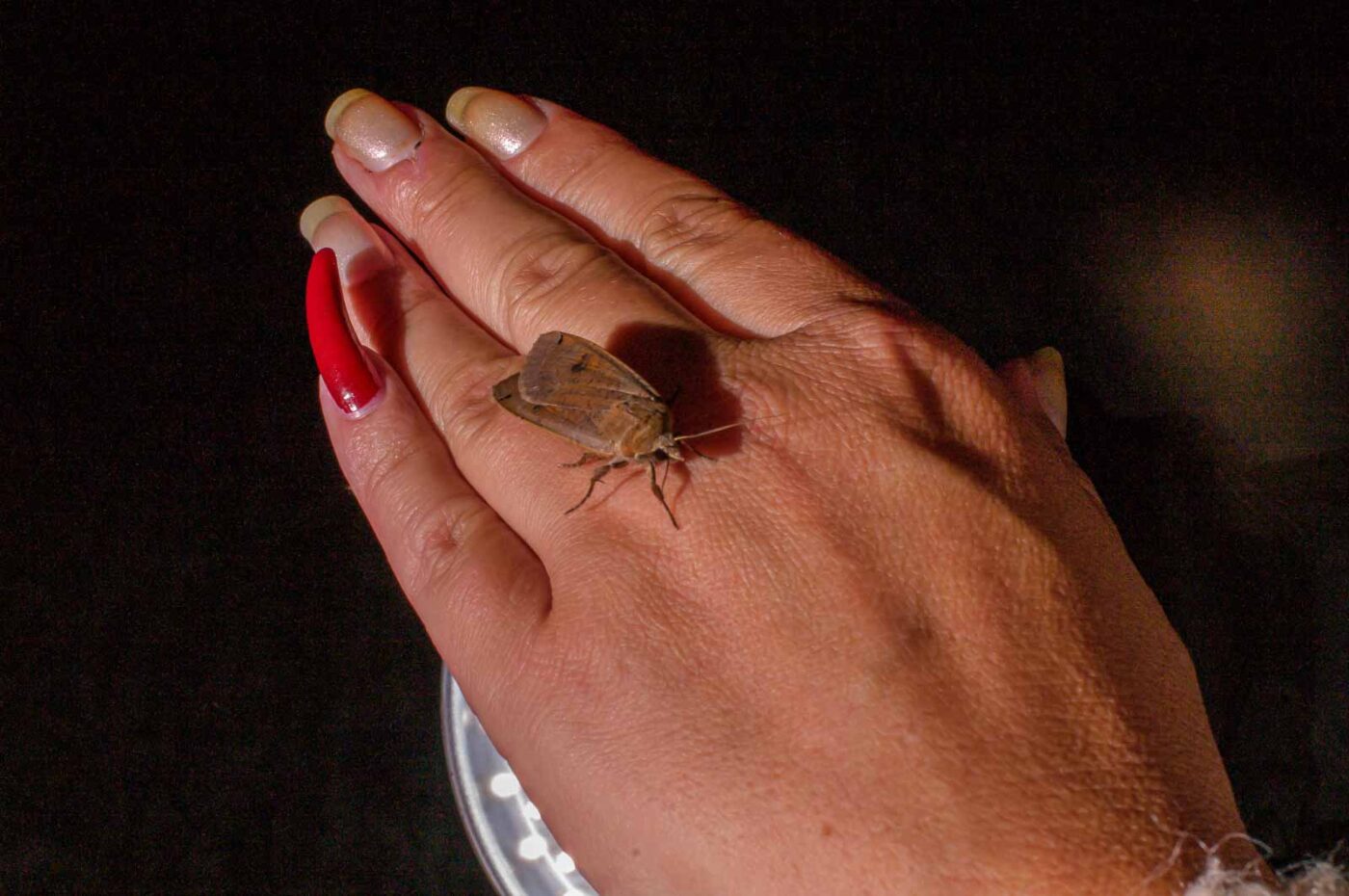 2017-07-30 - NSG Halde Pluto-Wilhelm HER-Wanne