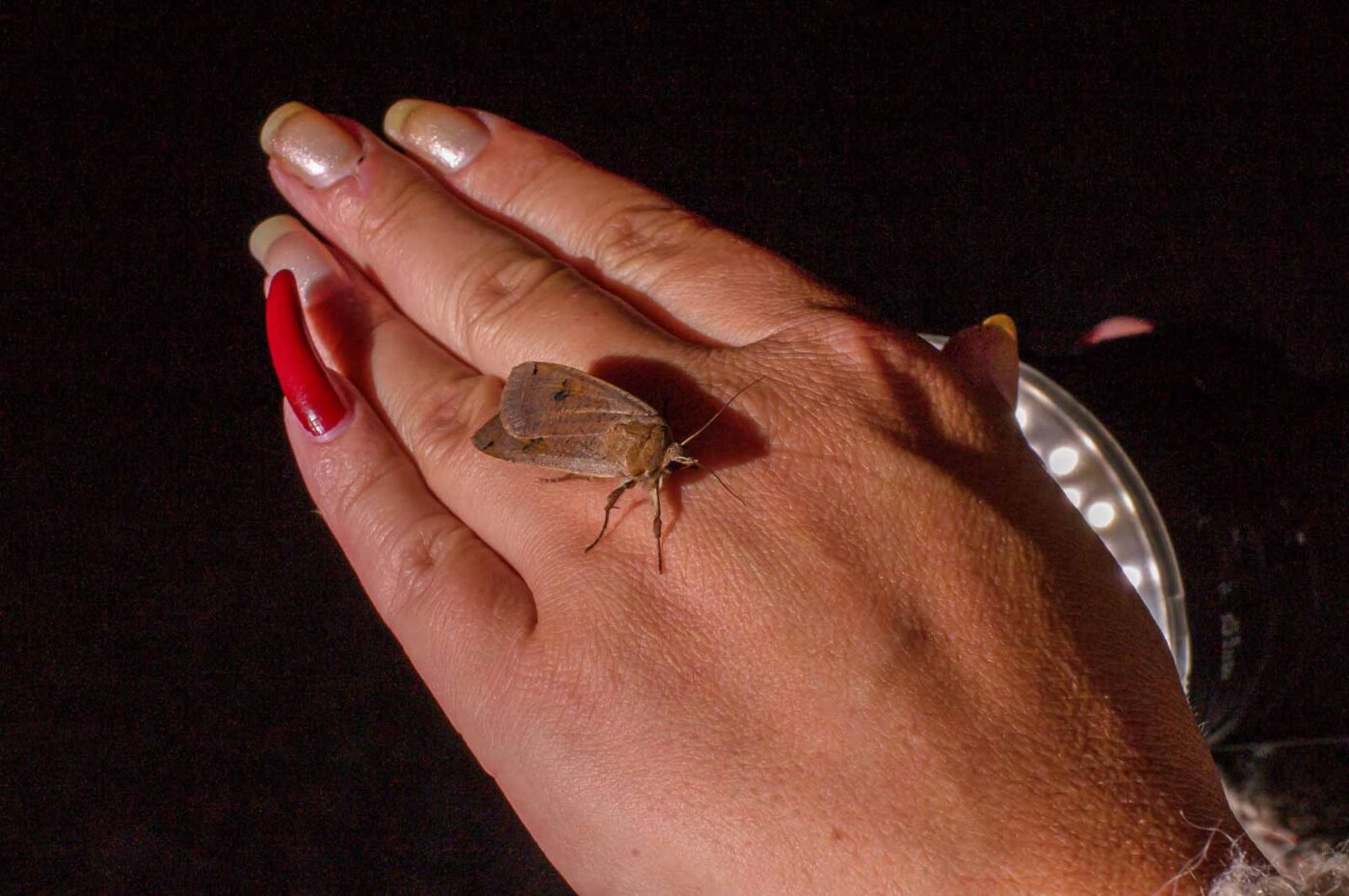 2017-07-30 - NSG Halde Pluto-Wilhelm HER-Wanne