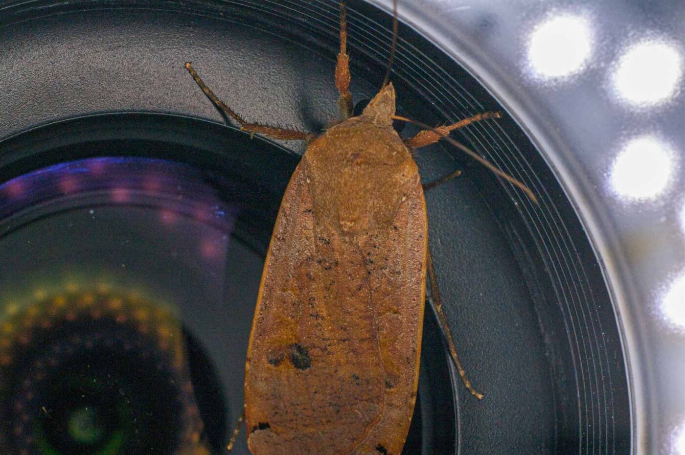 2017-07-30 - NSG Halde Pluto-Wilhelm HER-Wanne