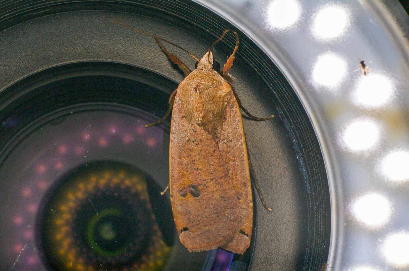 2017-07-30 - NSG Halde Pluto-Wilhelm HER-Wanne