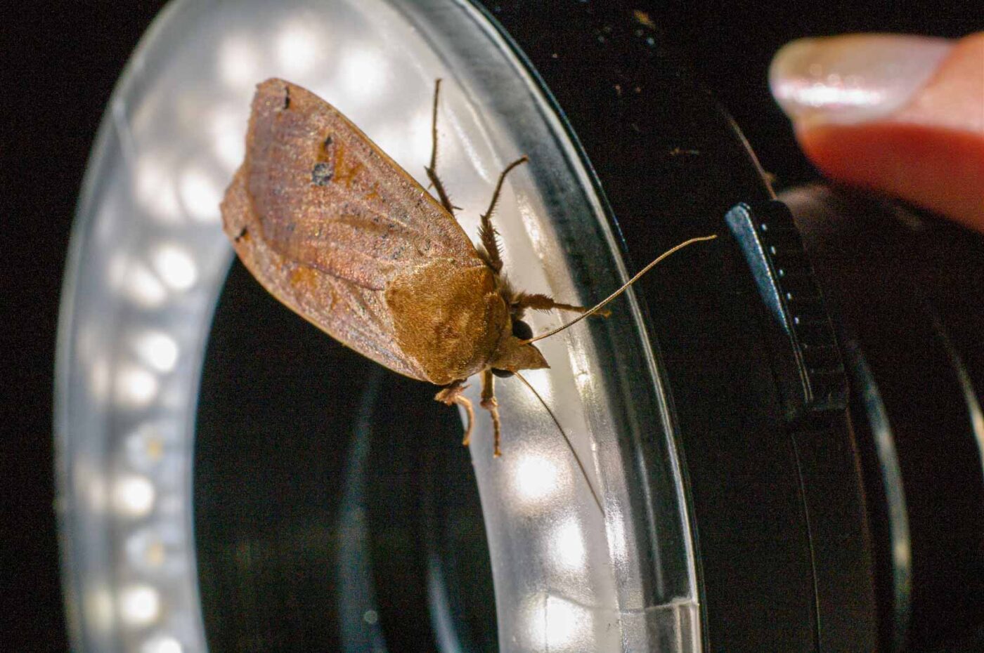 2017-07-30 - NSG Halde Pluto-Wilhelm HER-Wanne