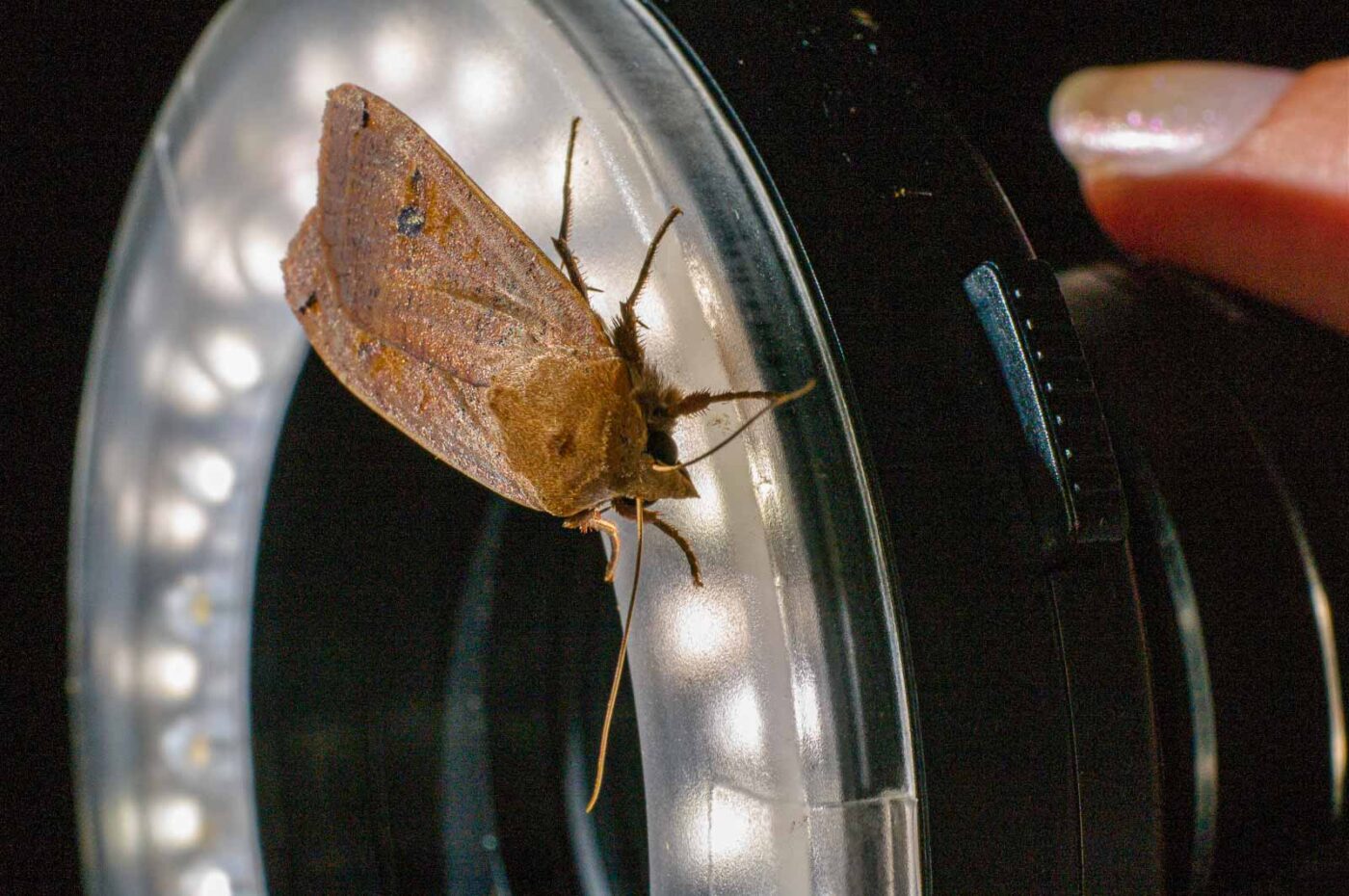 2017-07-30 - NSG Halde Pluto-Wilhelm HER-Wanne