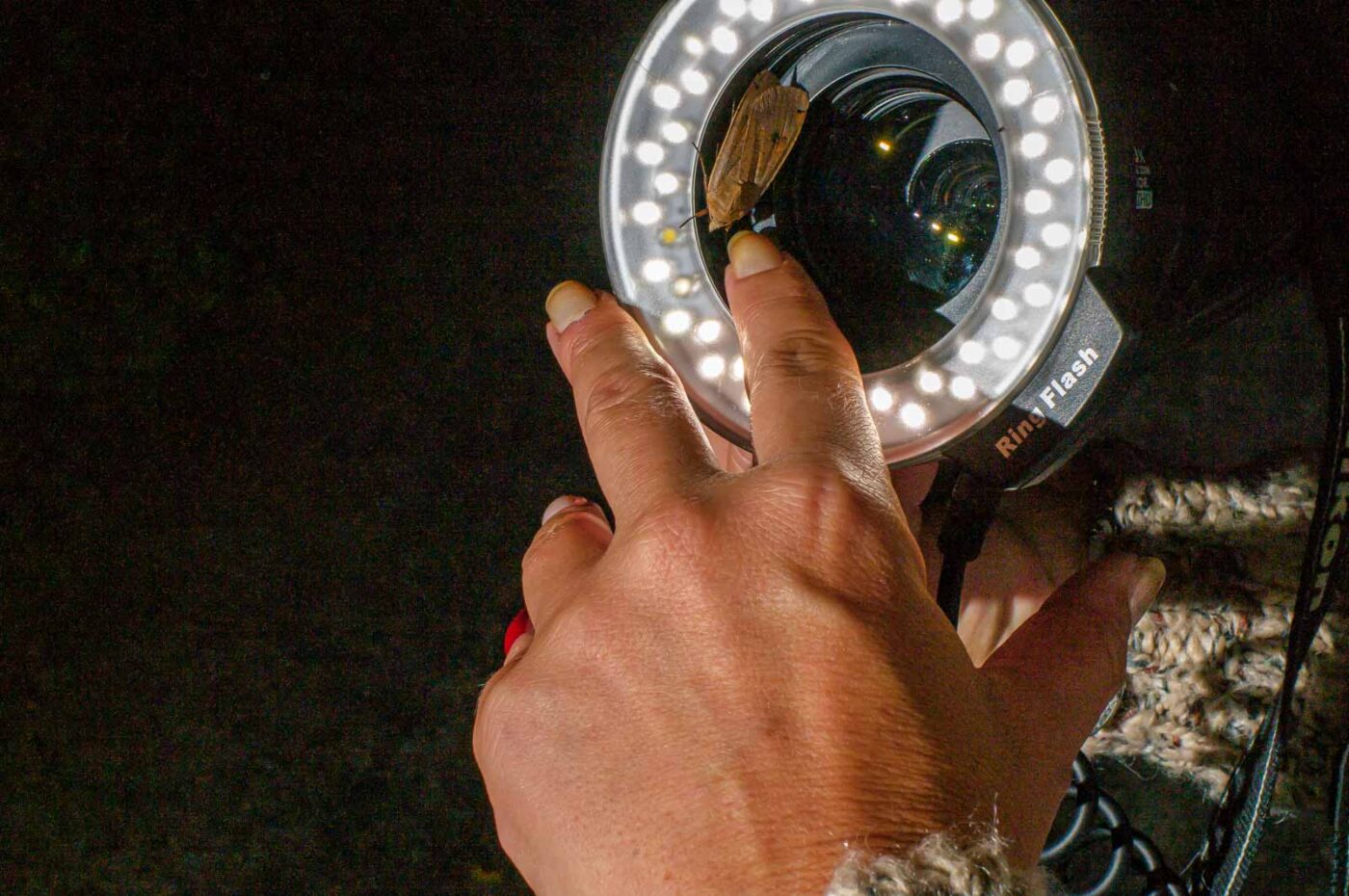 2017-07-30 - NSG Halde Pluto-Wilhelm HER-Wanne