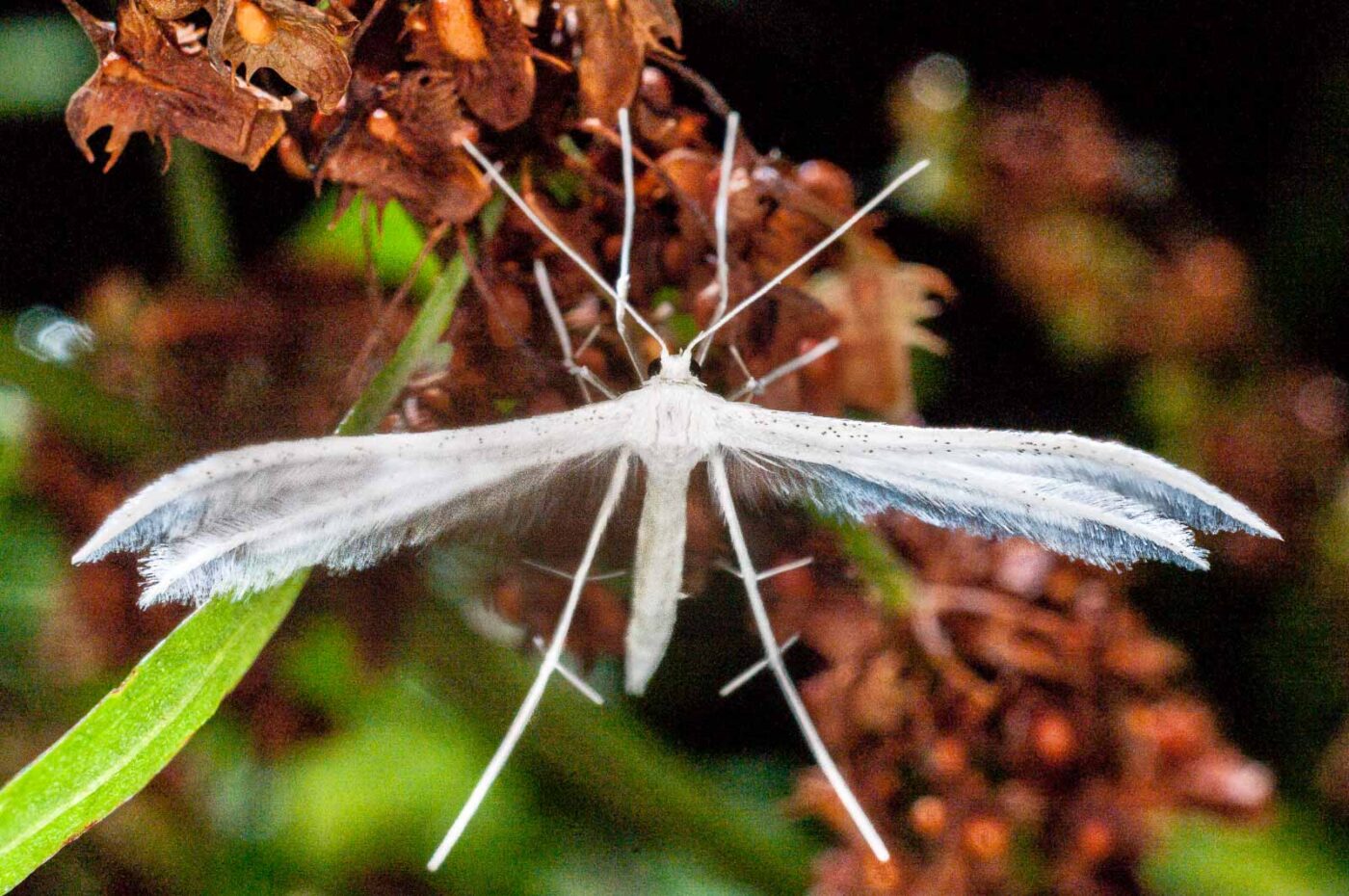 2017-07-30 - NSG Halde Pluto-Wilhelm HER-Wanne