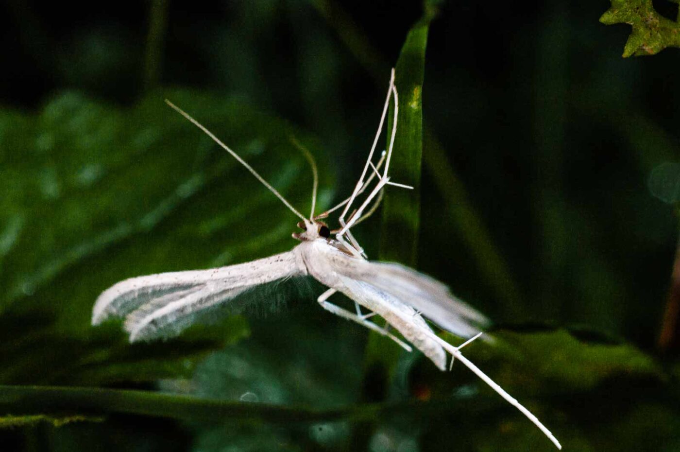 2017-07-30 - NSG Halde Pluto-Wilhelm HER-Wanne