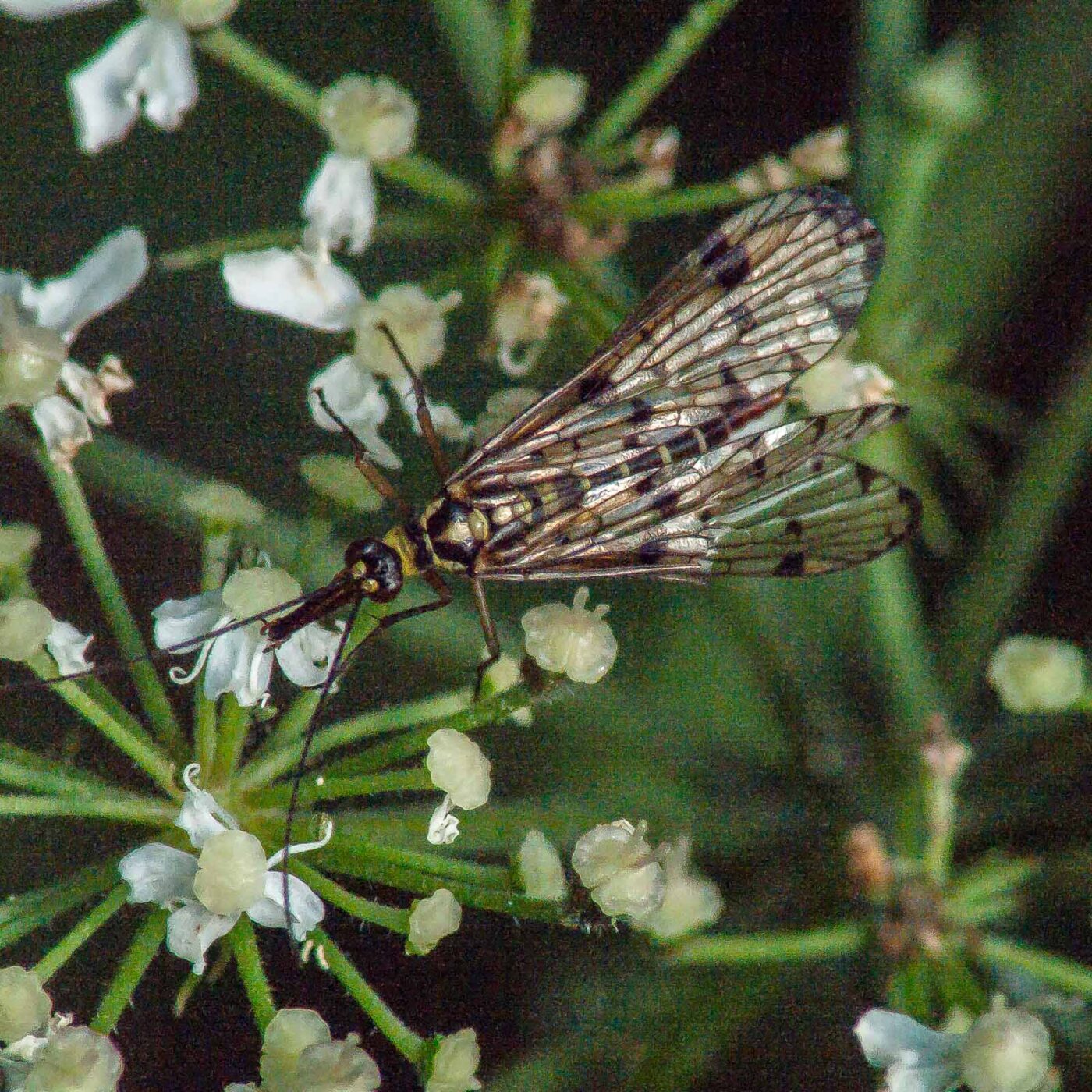 2017-08-06 - NSG Oberes Oelbachtal Bochum