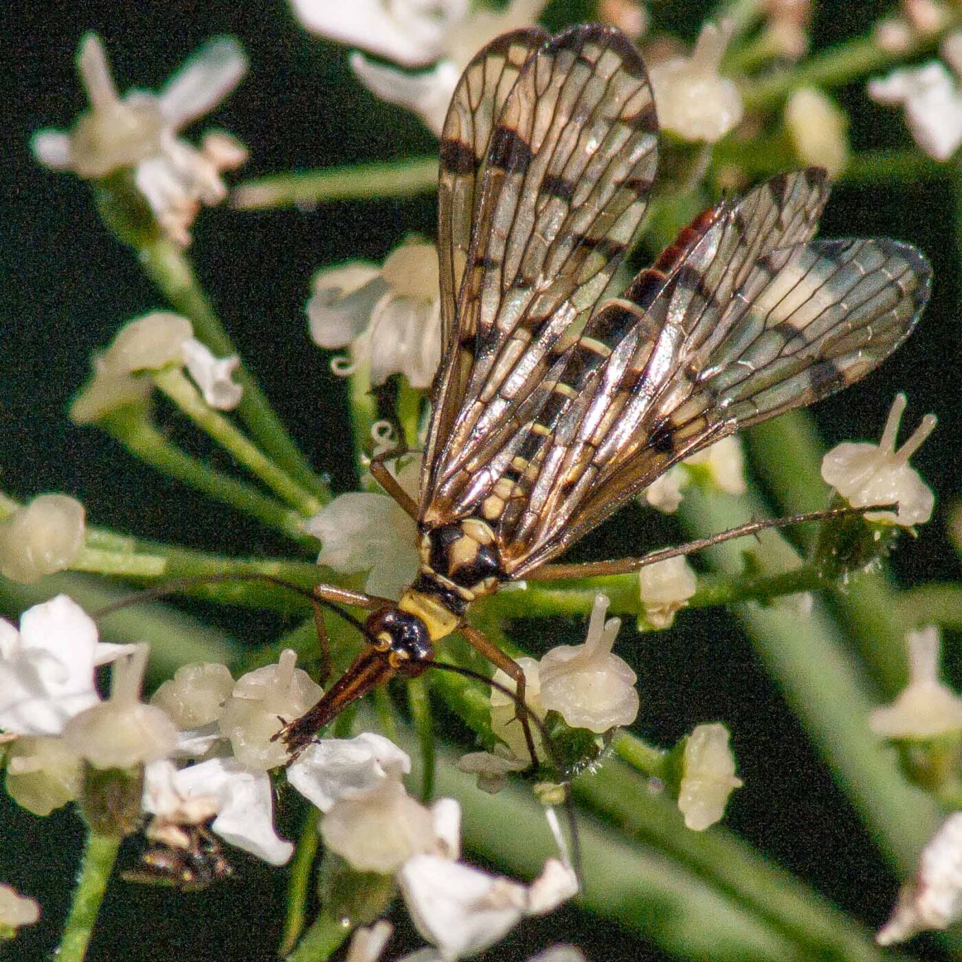 2017-08-06 - NSG Oberes Oelbachtal Bochum