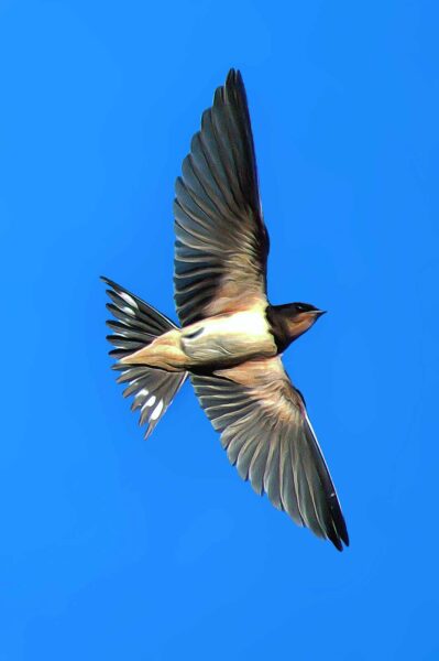 2018-08-19 - NSG Lippewiesen Haltern