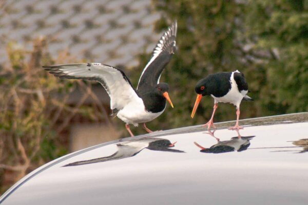 2018-03-27 - NSG Hohe Mark - Heiden