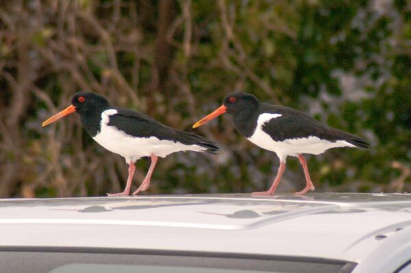 2018-03-27 - NSG Hohe Mark - Heiden