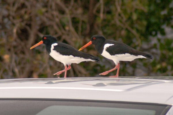 2018-03-27 - NSG Hohe Mark - Heiden